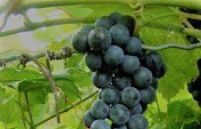 #Baco Noir Producer Australia Vineyards 