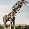 Giraffe & Zebra :)