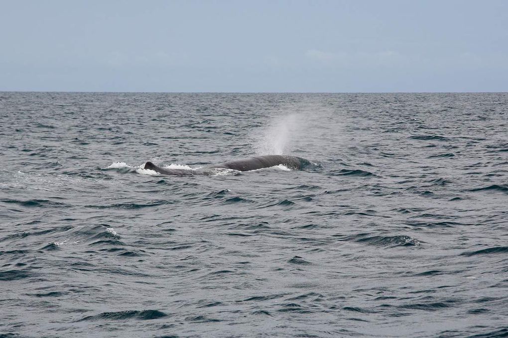 Danse avec les baleines! 