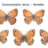 Coenonympha dorus