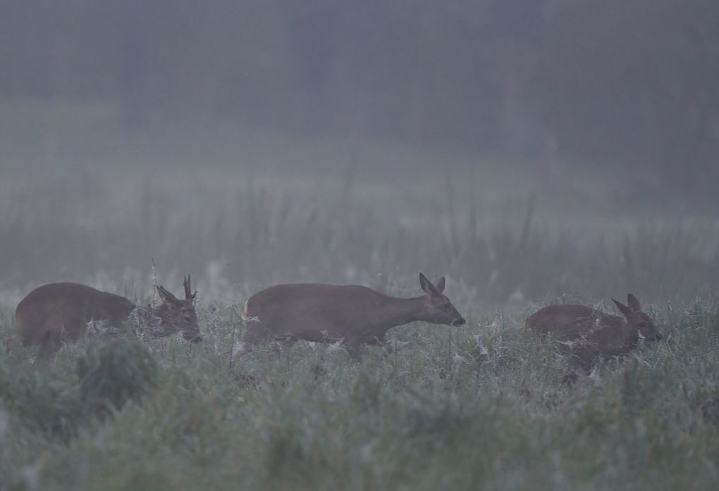 Le chevreuil européen reste très discret. Ses populations sont donc difficiles à dénombrer, d'autant qu'il est essentiellement forestier. S'il s'approche volontiers des habitations proches des lisières tôt le matin ou la nuit, il fuit le contact de l'homme et est gêné par des dérangements répétitifs. Il est grégaire et peut former des groupes de plus de dix individus en milieu ouvert en hiver. La cellule sociale de base du chevreuil est matriarcale, associant une chevrette et sa progéniture de l’année.