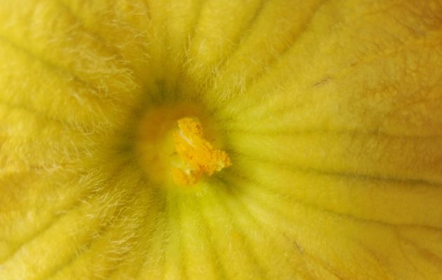 pistil