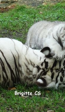 Les bébés tigres blancs et leur maman...