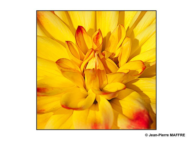 Par son aspect solaire le cœur des fleurs nous entraîne dans un tourbillonnement de couleurs et d’odeurs.