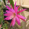 epiphyllum Antonia D