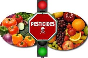 Santé: Les dix aliments les plus et les moins contaminés en pesticides