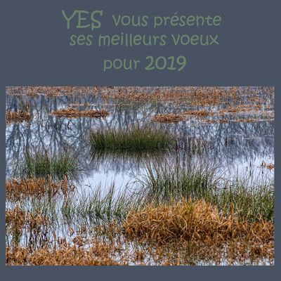 Voeux 2019