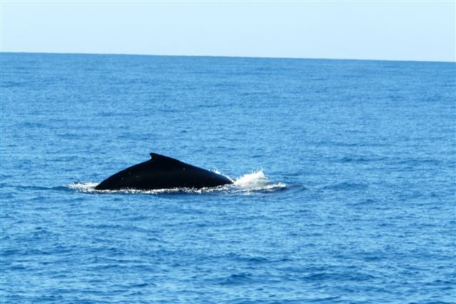 Un dimanche ensoleillé passé en compagnie de Fabien, Sophie, Linda, Stéphane et Salma ... à la rencontre des baleines.