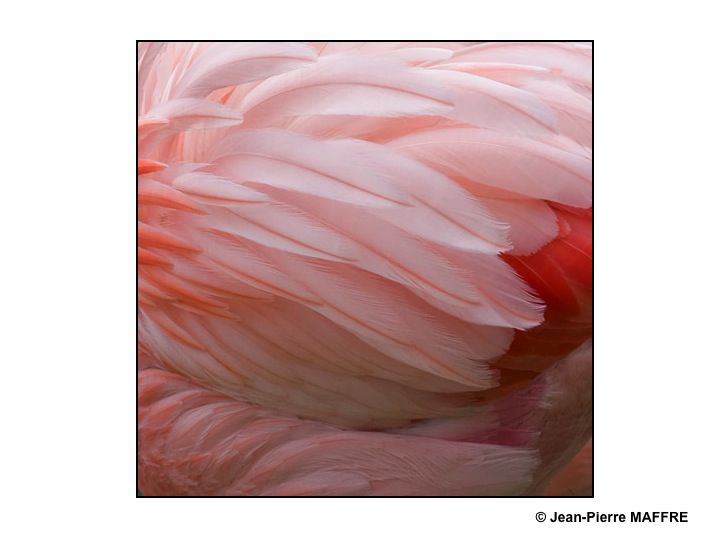 Que de plumes ! Moulin rouge, Folies Bergères, Lido ? Raté : Flamants roses tout simplement.