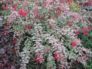 Fuchsia 'Versiolor'