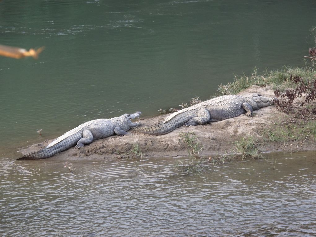 Album - Parc du Chitwan