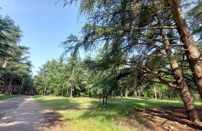 Séjour 2025-09 : Luberon Futaie les cèdres ! J2