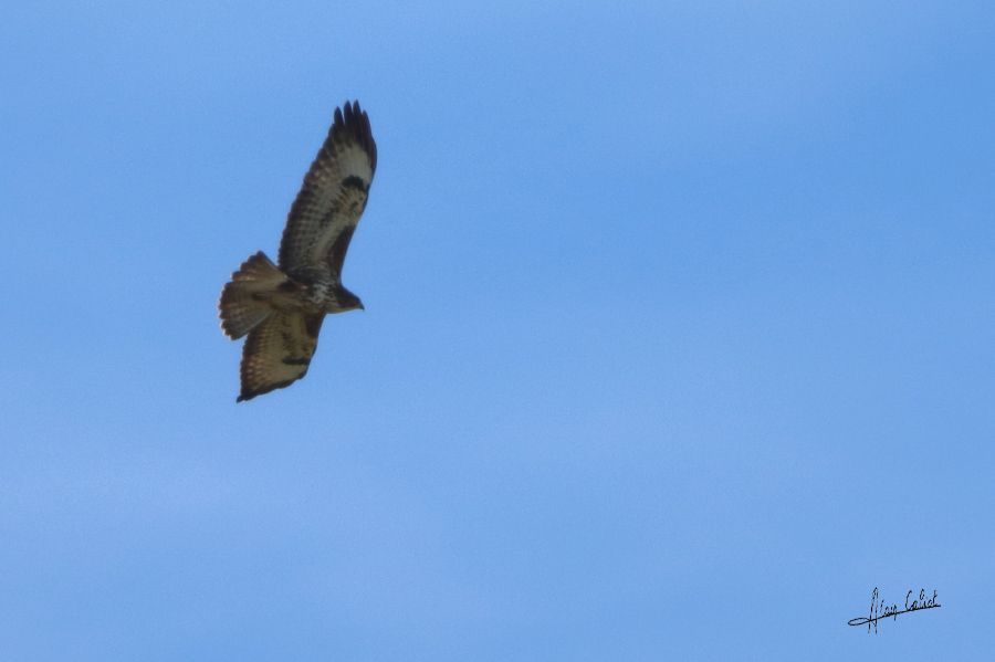 Buse variable