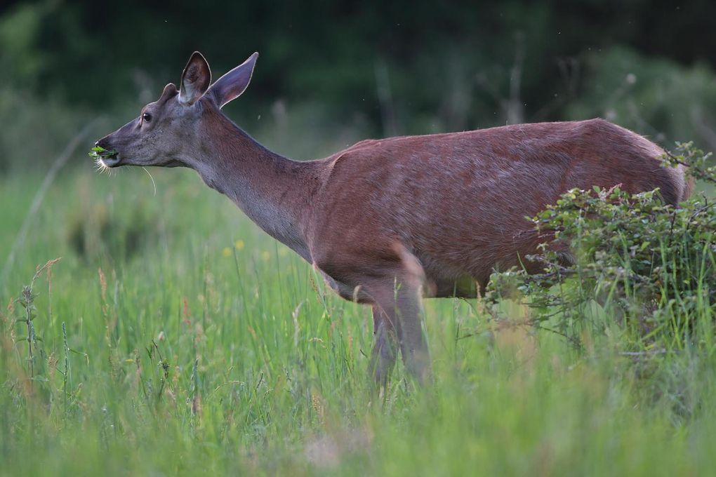 Le hère est un jeune cerf de six mois à un an, qui ne porte pas encore de bois.