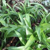 1 / Cueillette des herbes sauvages comestibles " mois après mois "