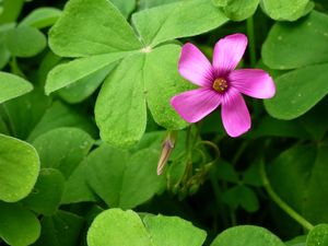 Quelques vues sur mes massifs d'oxalis...