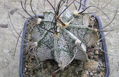 Mes Astrophytum en hiver