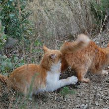 Jeu entre dame Chachourite et son Chachou