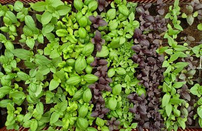 Ouverture du jardin et vente de plants