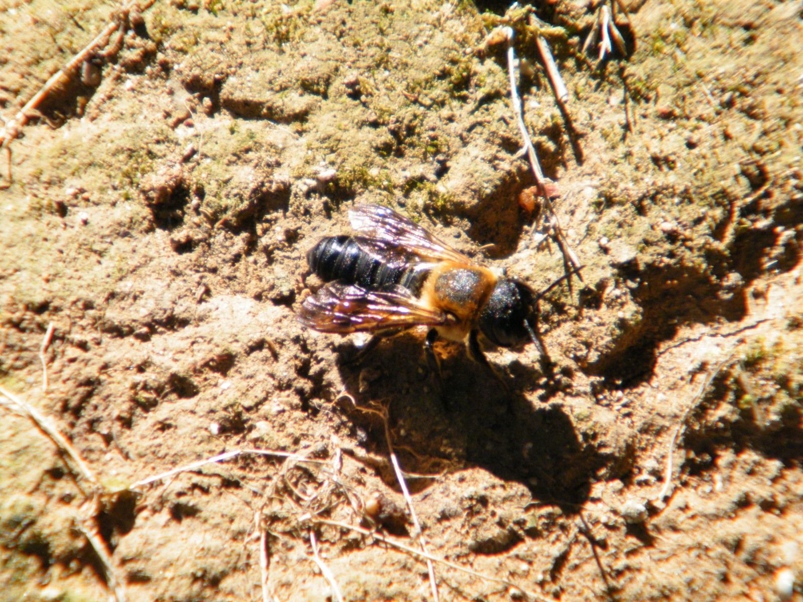 Mégachile willughbiella - mégachile des jardins - 14.10.2021.