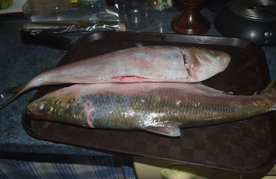 Nos petites sardines de Guyane