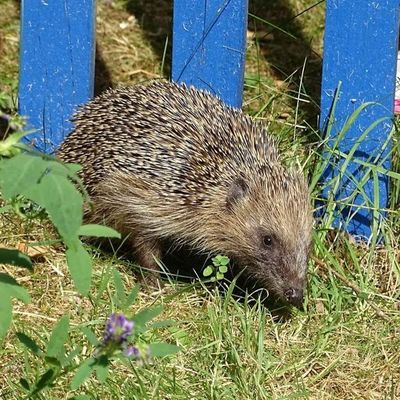 Ils torturent et brûlent vif un hérisson puis partagent la vidéo. La justice les rattrape