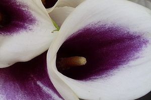 arums mauves