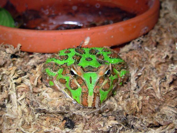 Animaux rencontr&eacute;s au cours de mes voyages ainsi que des visites aux zoos et vivariums