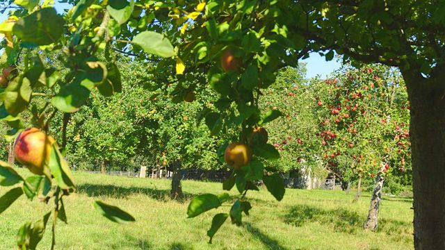 Pommes et pommiers en normandie