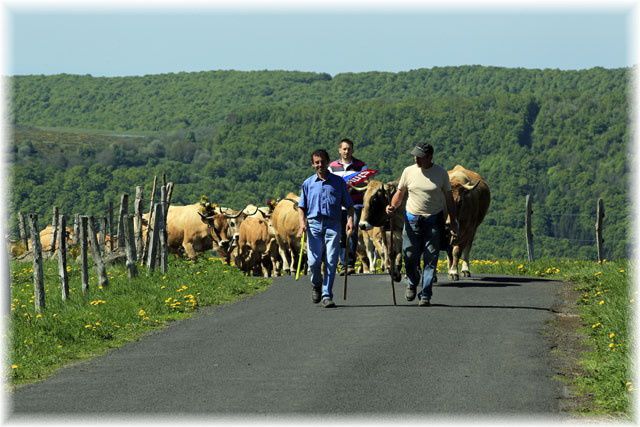 La montée à l'estive des Aubrac