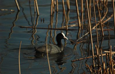 Série animalière rennaise 16.03.