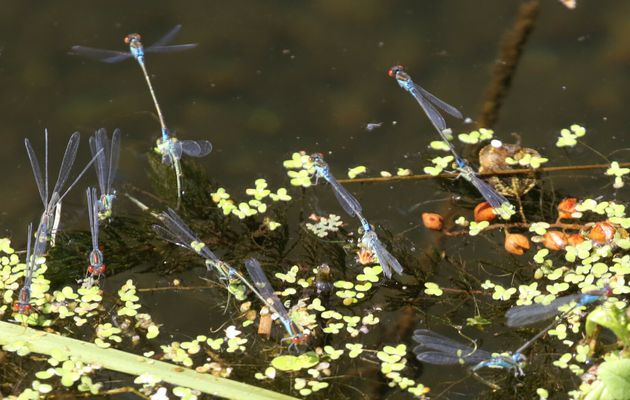 Libellules et papillons ...