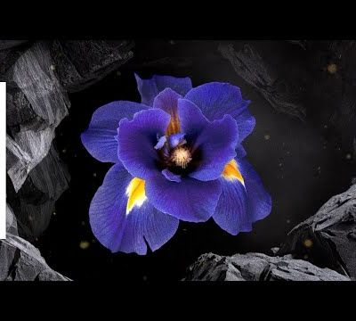 LE HIT DANCE LA PARISIENNE LIFE N°516 - 30 JANVIER 2026