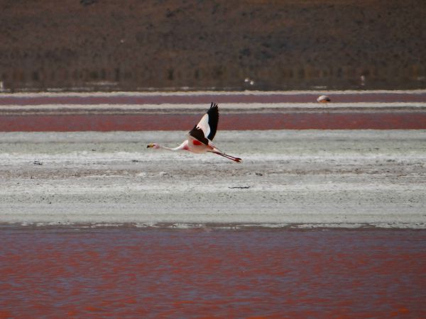 4 jours de rêve entre le salar d´Uyuni et le sud Lipez