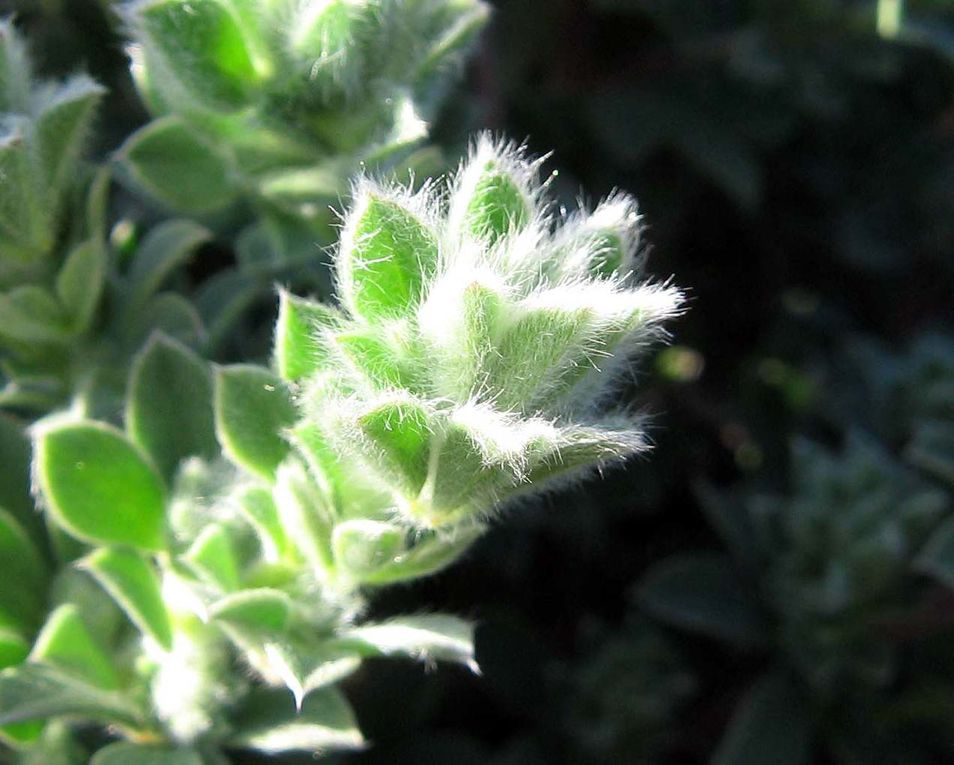 Fleurs et plantes diverses