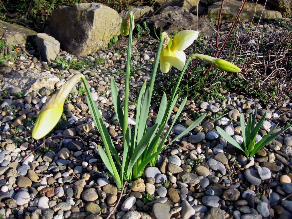 Photos diverses de fleurs et plantes de mon jardin, pour la plupart... en toutes saisons.