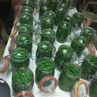 Conserves de haricots verts 