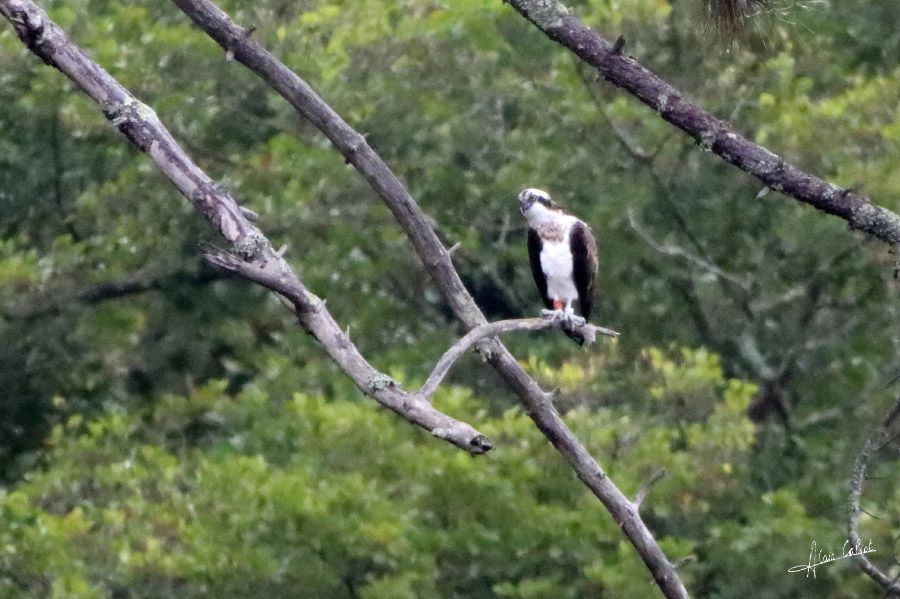 Balbuzard pécheur à Ondres et au marais d'Orx