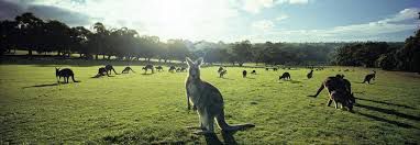  #Grenache Producers North East Victoria Vineyards Australia