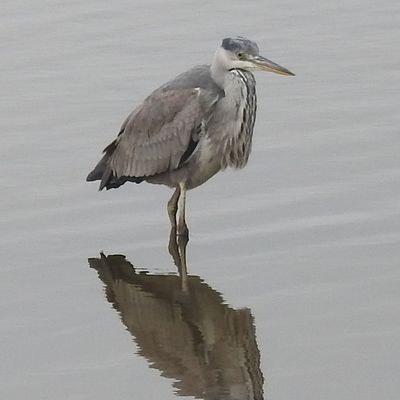 Un héron cendré - février 2025...