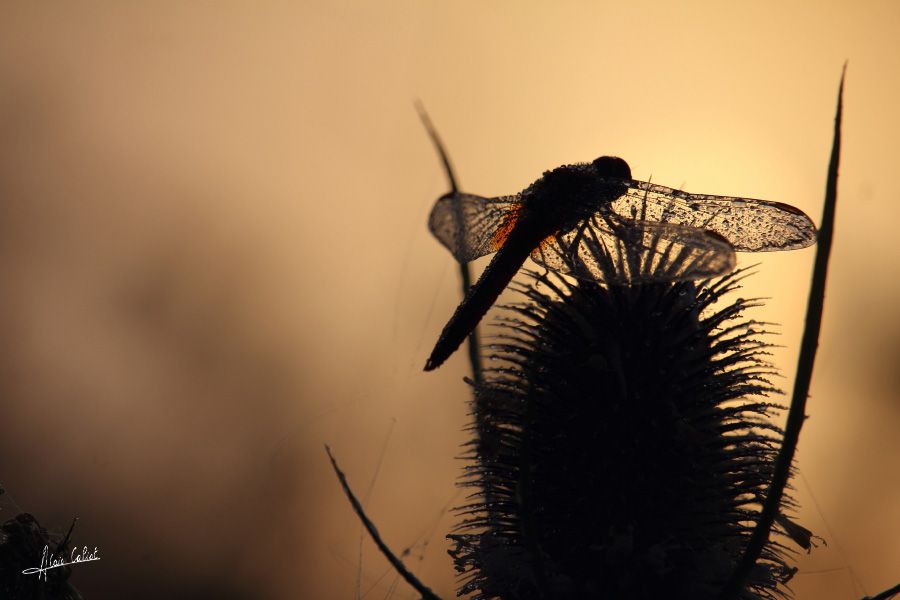 Contre jour