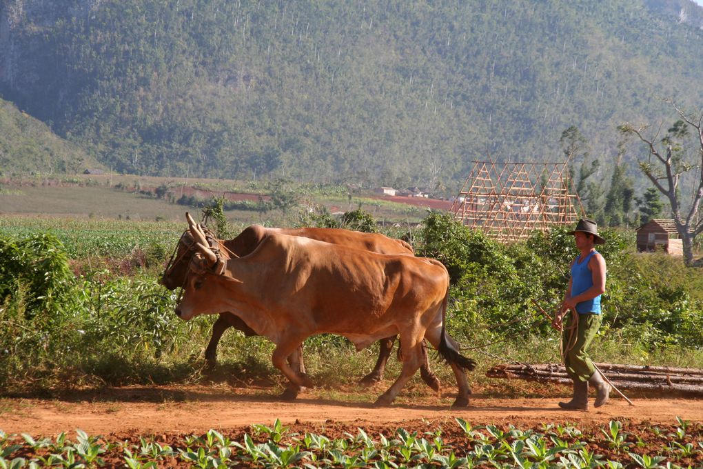 Album - Cuba : Vinales