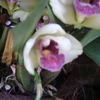 Album - Exposition orchidées