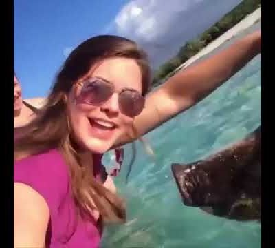 top 200 vidéos les plus rigolote de nos amis les animaux