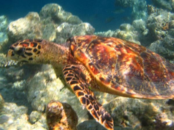 Fihalhohi, une ile des Maldives