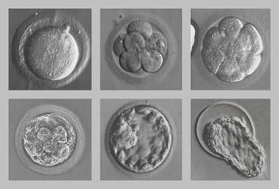 Quatorze idées reçues sur l’expérimentation sur les embryons humains