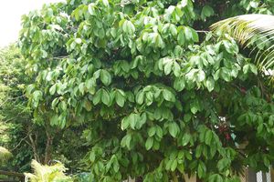 L'arbre du mercredi : l'arbre du jardin des voisins