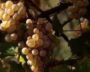 #La Vigne dans le Marlborough - New Zealand Vineyards 