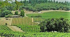 #Semillon Producers Sierra Foothills California Vineyards 