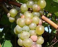 #Vignoles Producers Pennsylvania Vineyards